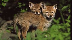 Animals foxes