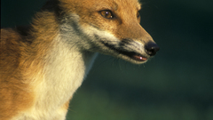 Animals foxes