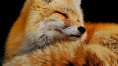 Animals foxes