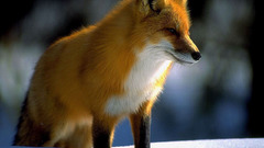 Animals foxes