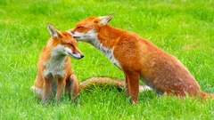 Animals foxes