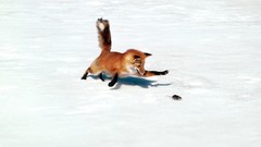 Animals foxes