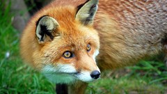 Animals foxes