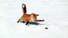 Animals foxes