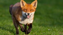 Animals foxes