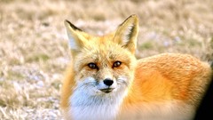 Animals foxes