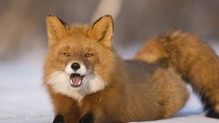Animals foxes
