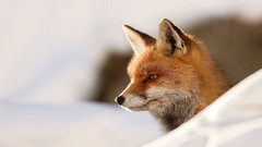 Animals foxes