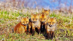 Animals foxes