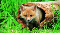 Animals foxes