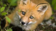 Animals foxes