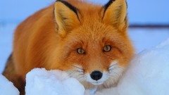 Animals foxes