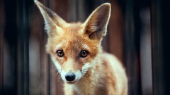 Animals foxes