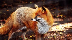 Animals foxes