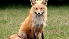 Animals foxes