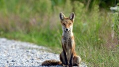 Animals foxes