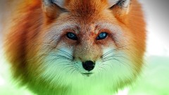 Animals foxes