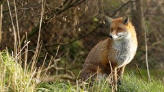 Animals foxes