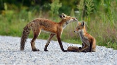 Animals foxes