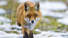 Animals foxes
