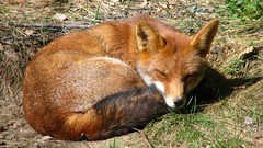Animals foxes