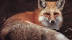 Animals foxes