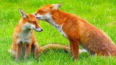 Animals foxes