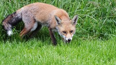 Animals foxes