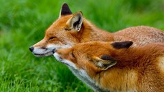 Animals foxes