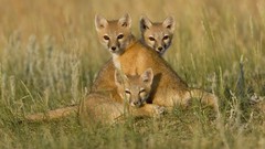 Animals foxes baby animals