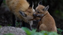 Animals foxes baby animals