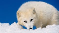 Animals foxes nature