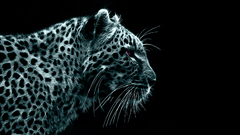 Animals Fractalius Leopards