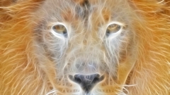 Animals Fractalius Lions stockings