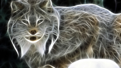 Animals Fractalius lynx