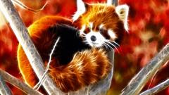 Animals Fractalius red pandas