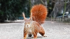 Animals Fractalius squirrels