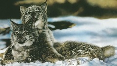 Animals Friends national geographic