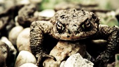 Animals Frogs