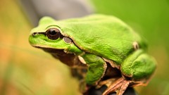 Animals Frogs