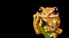 Animals Frogs