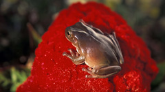 Animals Frogs amphibians