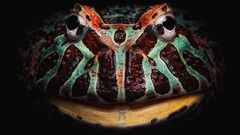 Animals Frogs amphibians