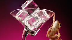 Animals Frogs amphibians