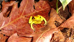 Animals Frogs amphibians