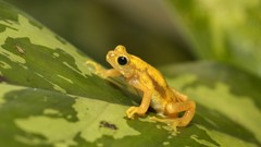 Animals Frogs amphibians