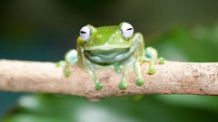 Animals Frogs amphibians