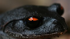 Animals Frogs amphibians