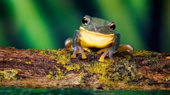 Animals Frogs amphibians
