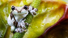 Animals Frogs amphibians